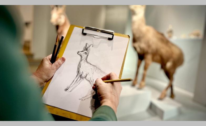 Offenes Zeichnen im Naturmuseum