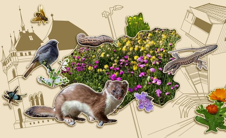 Ausstellung: Vernetzte Natur – Lebenswerte Stadt