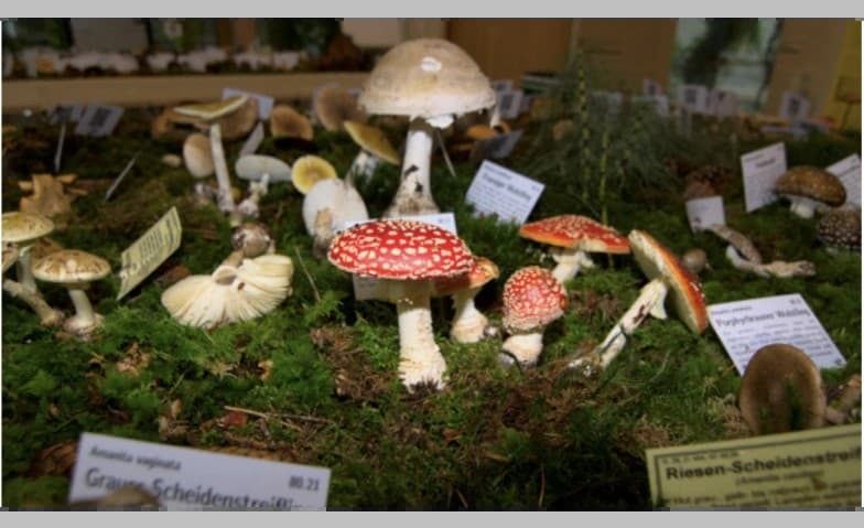Pilzausstellung