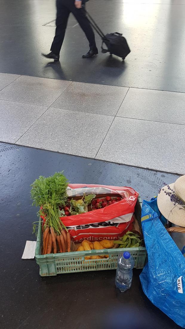 Wo in Züri kann man Erdbeeren pflücken?