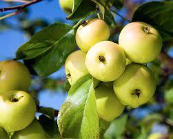 Holz- oder Wildäpfel (malus sylvestris)