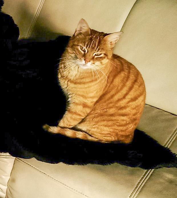 Katze in Seen vermisst