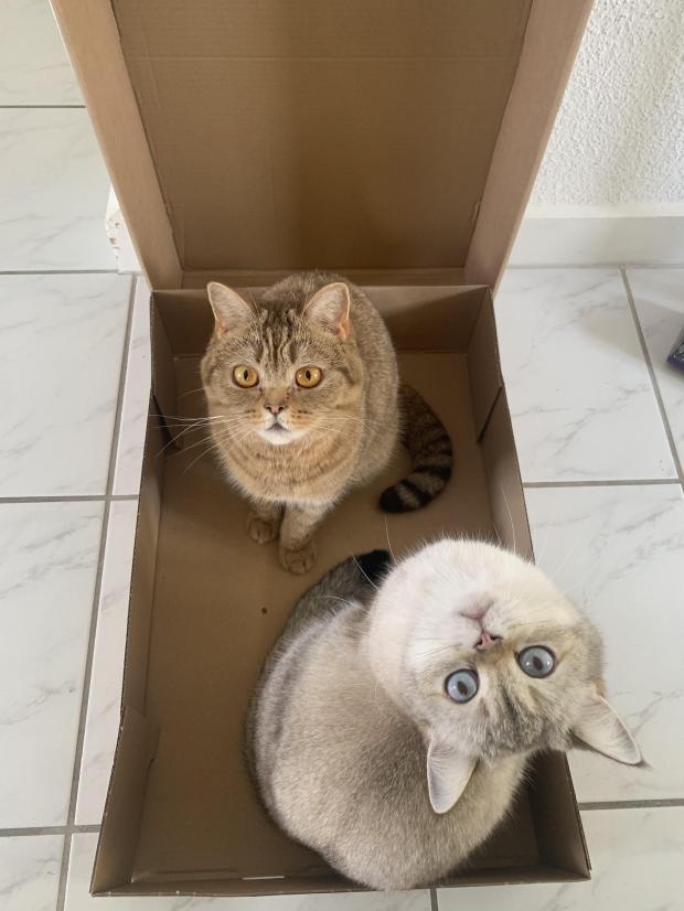 Meine Kätzli suchen eine neue Familie