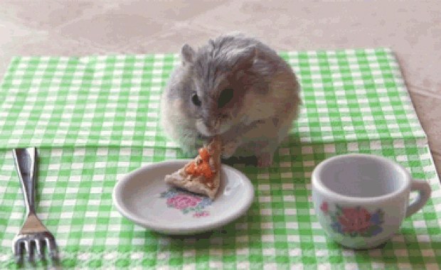 Soll ich mir einen Hamster besorgen?