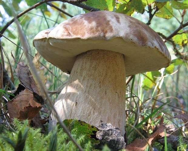 Pilze suchen in und um Zürich