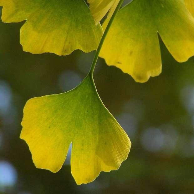 WANTED: Habt ihr ihn gesehen – Ginkgo Biloba, alias "Goethe Baum"? 