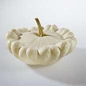 Kann man noch patisson kaufen? oder ist er ausgestorben?