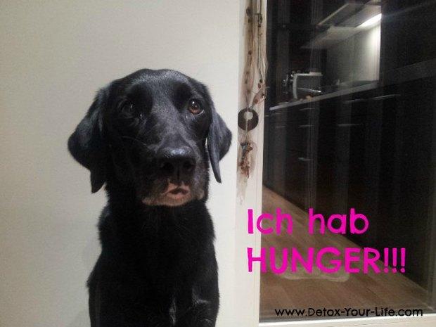 Private Hundebetreuung für die Ferien gesucht... Kennt ihr wen?