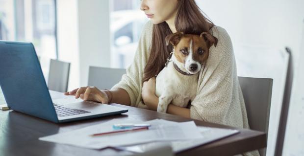 Hunde am Arbeitsplatz - hui oder pfui?