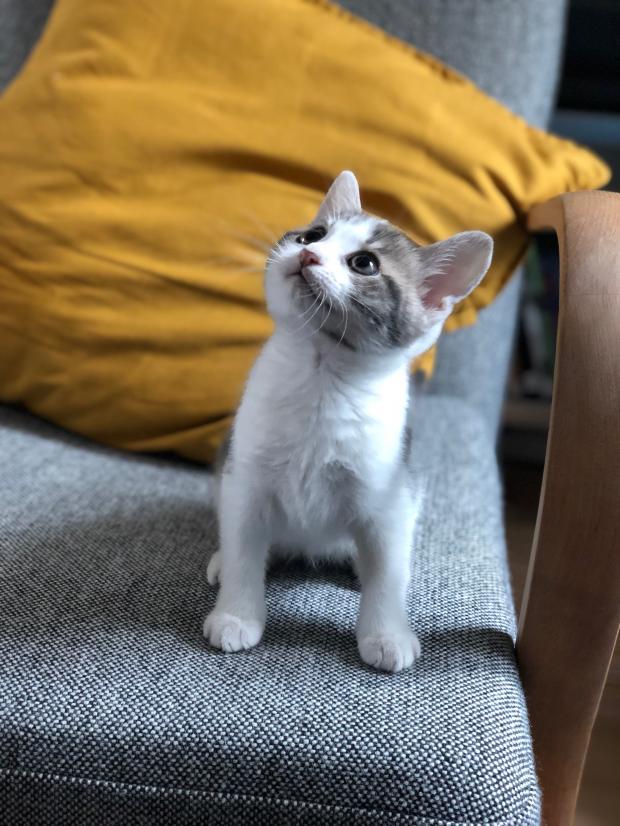 Spielpartner für Katzenwelp