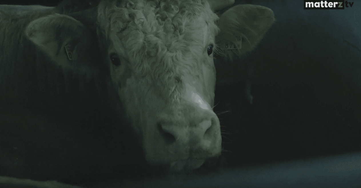 Mit dabei an der Zurich Animal Save Vigil / Schlachthaus Nachtwache in Zürich