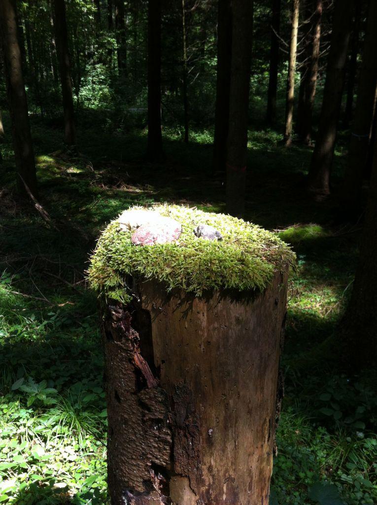 Schlaflos in Seen: Kolumne von Ruth Loosli