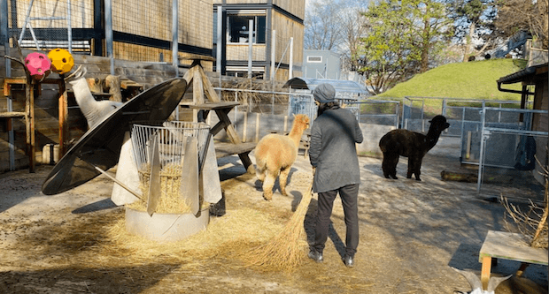 Mal so richtig ausmisten - bei den Tierli im GZ  ♥
