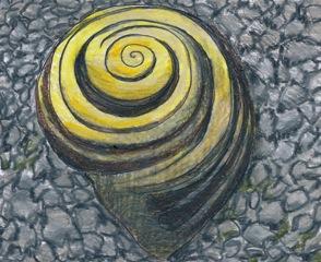 Vom schwierigen Leben einer Schnecke in der Stadt: Kolumne von Ruth Loosli / Illustration von Monique Stadler