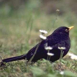 Profile image of - littleblackbird