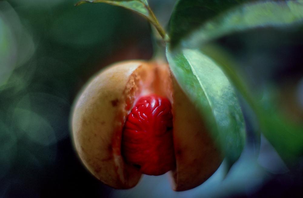 Profile image of - muskat