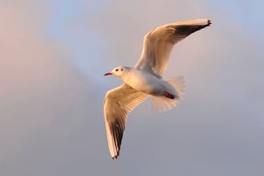 Profile photo of - socrate