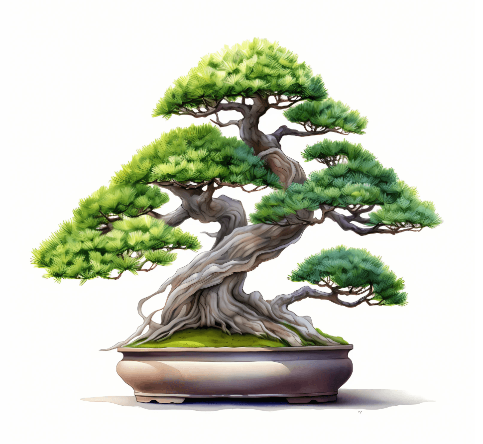 erfahrene Bonsai Hobbyisten für Bonsaipflege gesucht