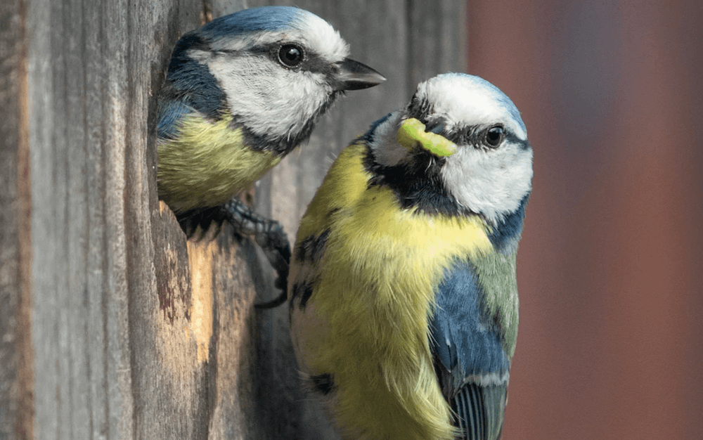 Nistkästchen und Vogelhäuser