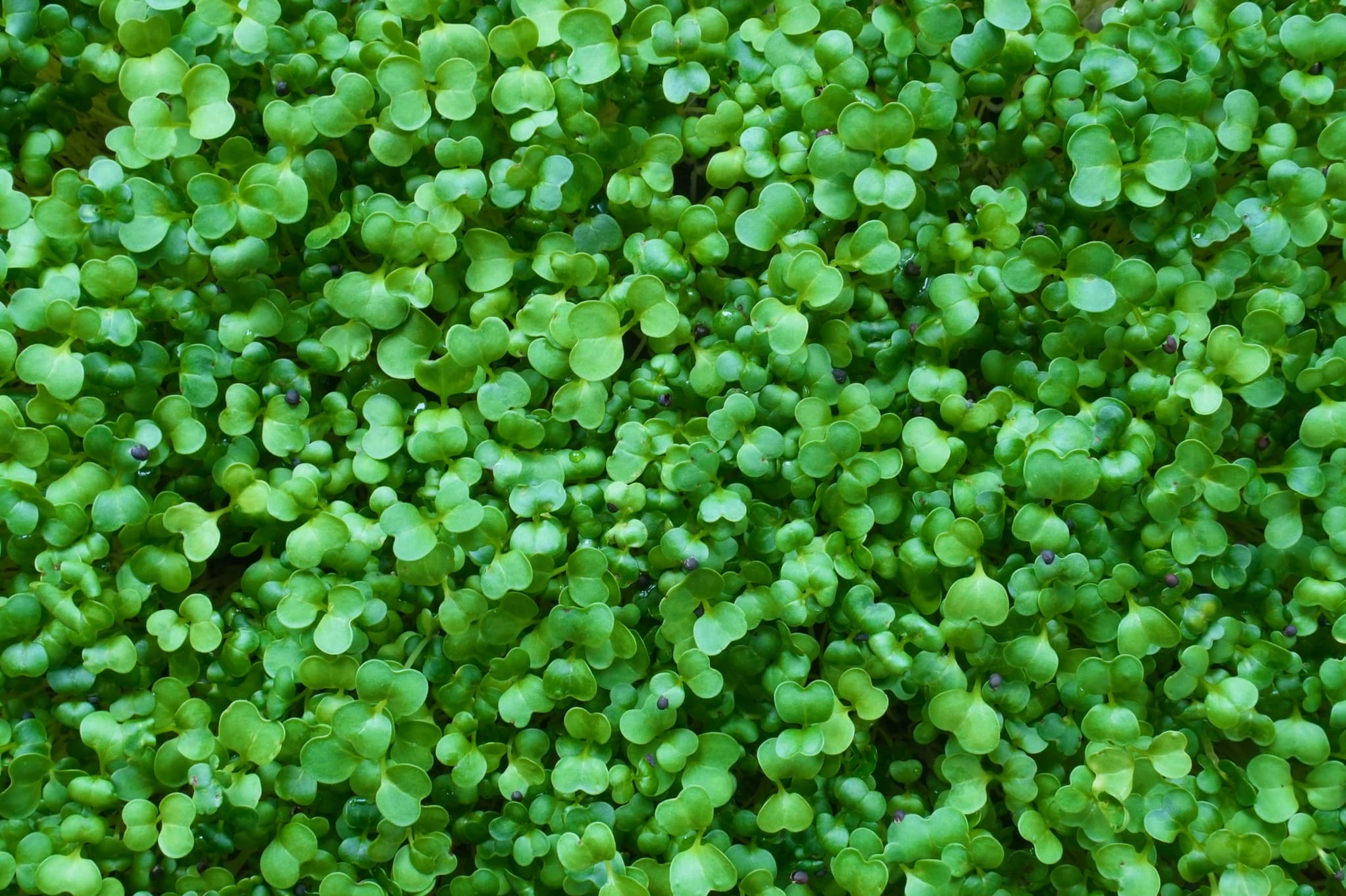 Microgreens aus Winti: Frisch, lokal, grün - 2