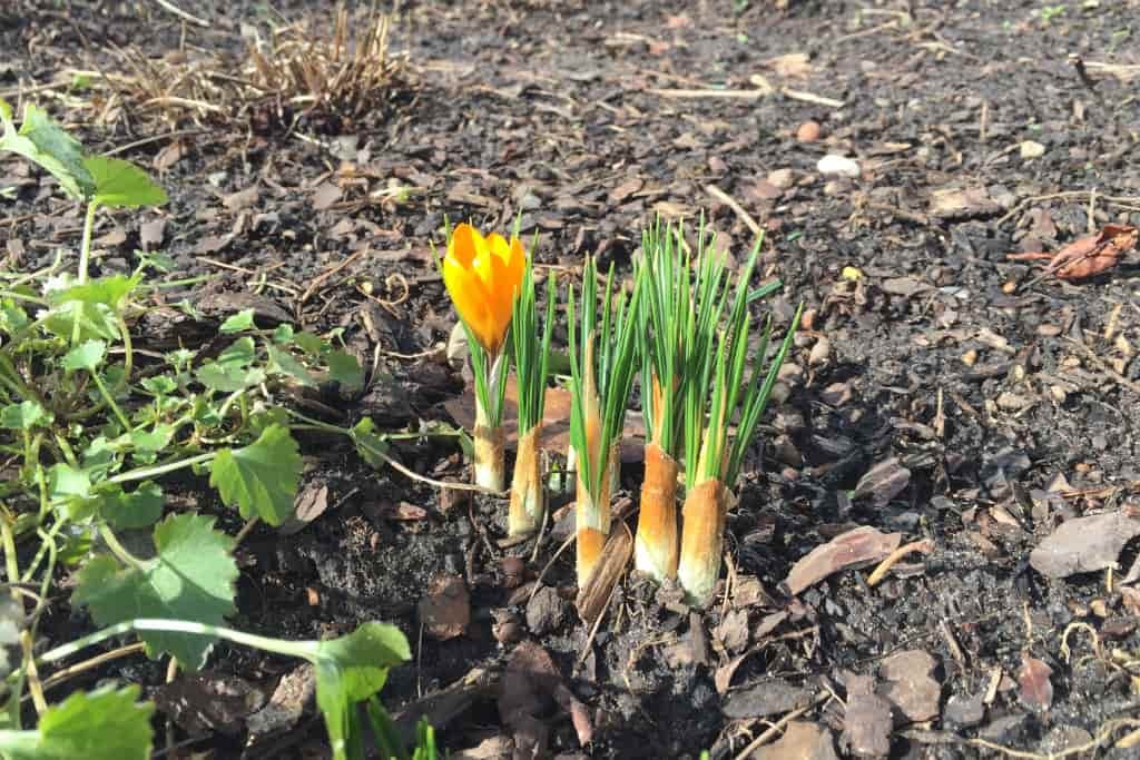 Im Garten
