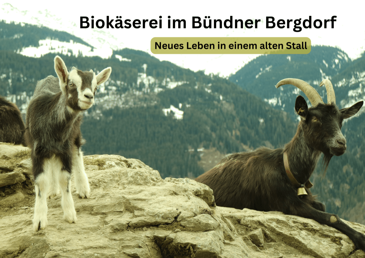 biokäserei im bündner bergdorf - 1