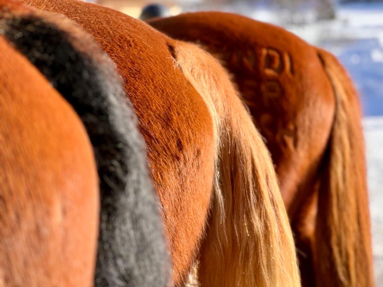 Reiten & Yoga Retreats - 1