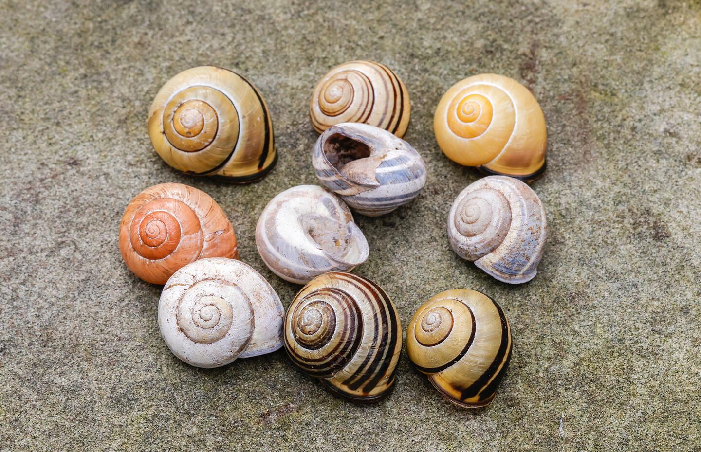 Die Schnirkelschnecke macht das Rennen