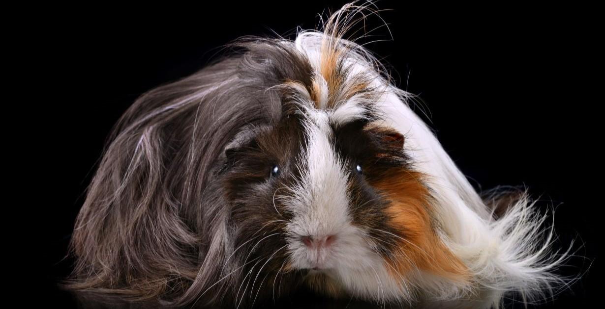 NEUCHÂTEL: Ni cochon, ni d’Inde
