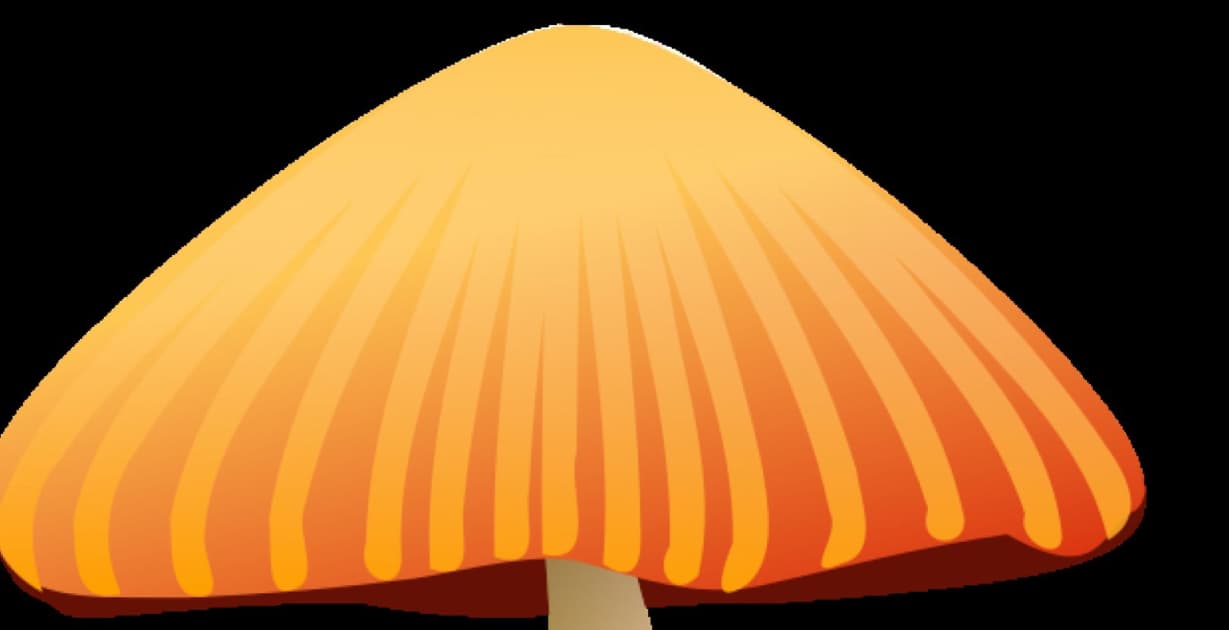 Bio-Pilze selber züchten