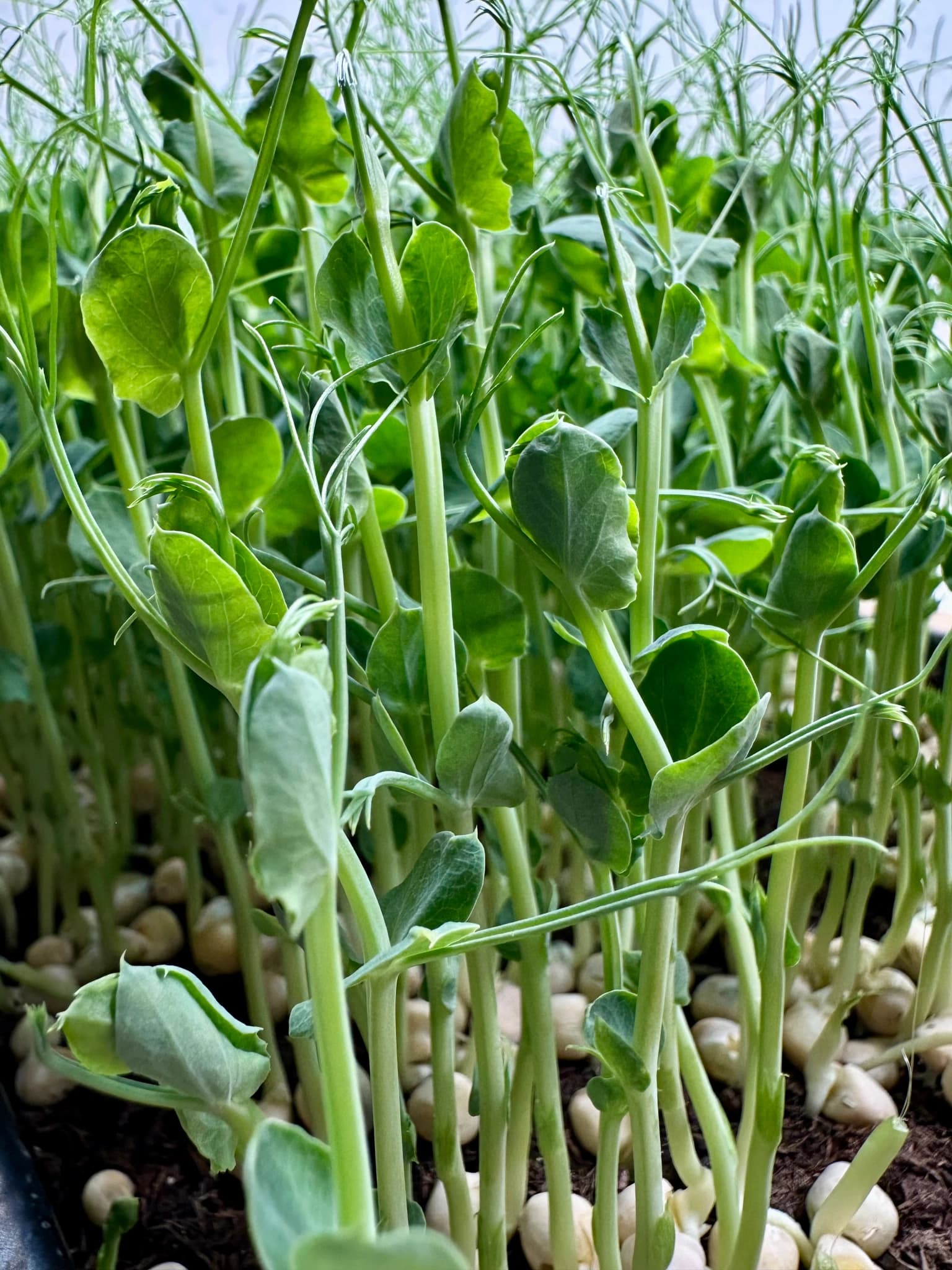 Microgreens aus Winti: Frisch, lokal, grün - 1