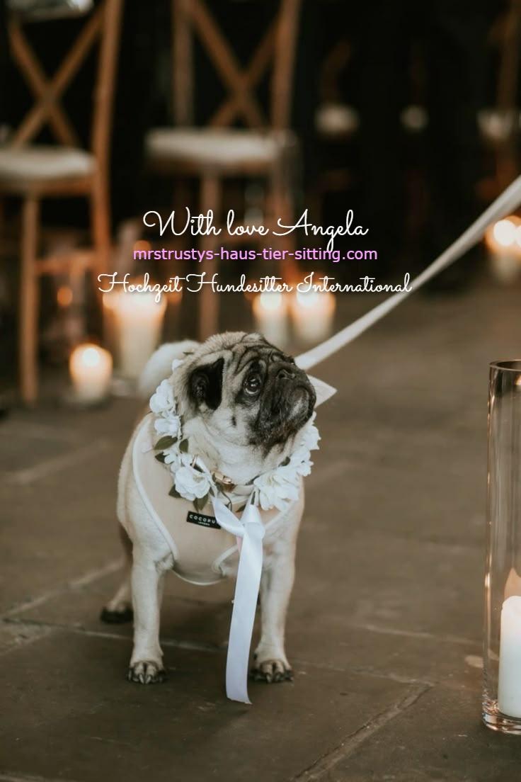 Ultimative Hundebetreuung an Hochzeiten ! - 1