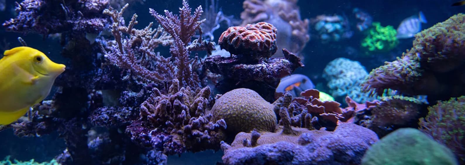 Korallenriffe aus Bern