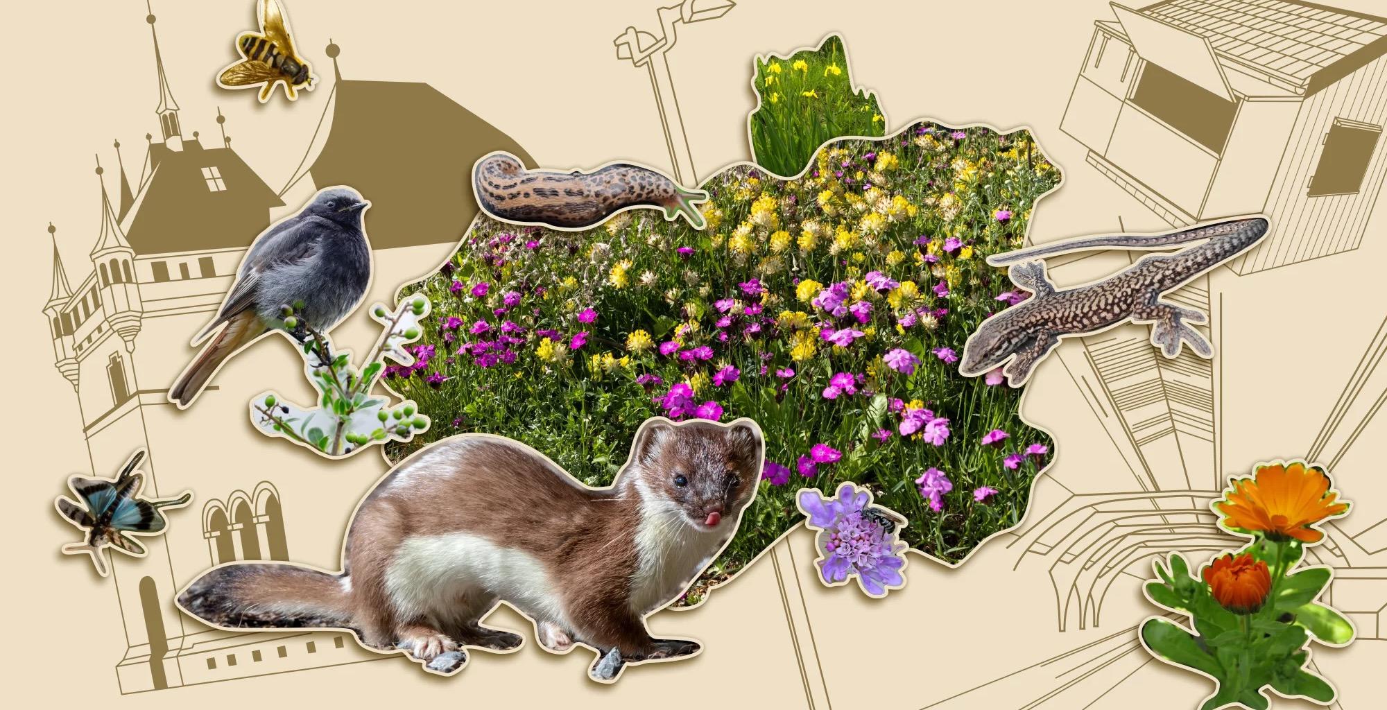 Stadt, Mensch, Igel: Biodiversität im Betonmeer
