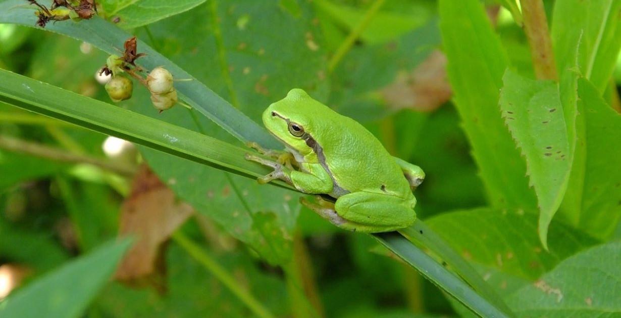 PORTALBAN: Au son des grenouilles