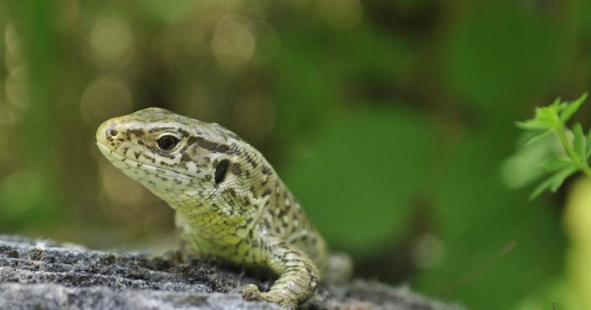 Frühlingshafte Erlebnisse im Naturlehrgebiet!