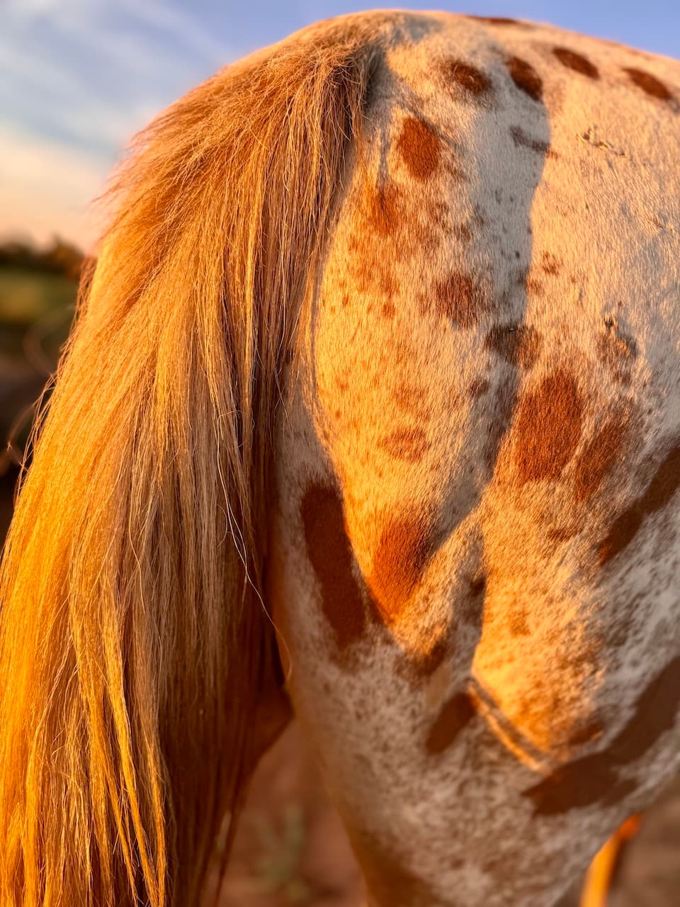 Reiten & Yoga Retreats - 1