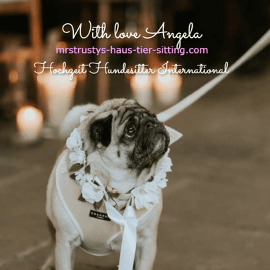 Profile photo of - Wedding Dog Sitter International