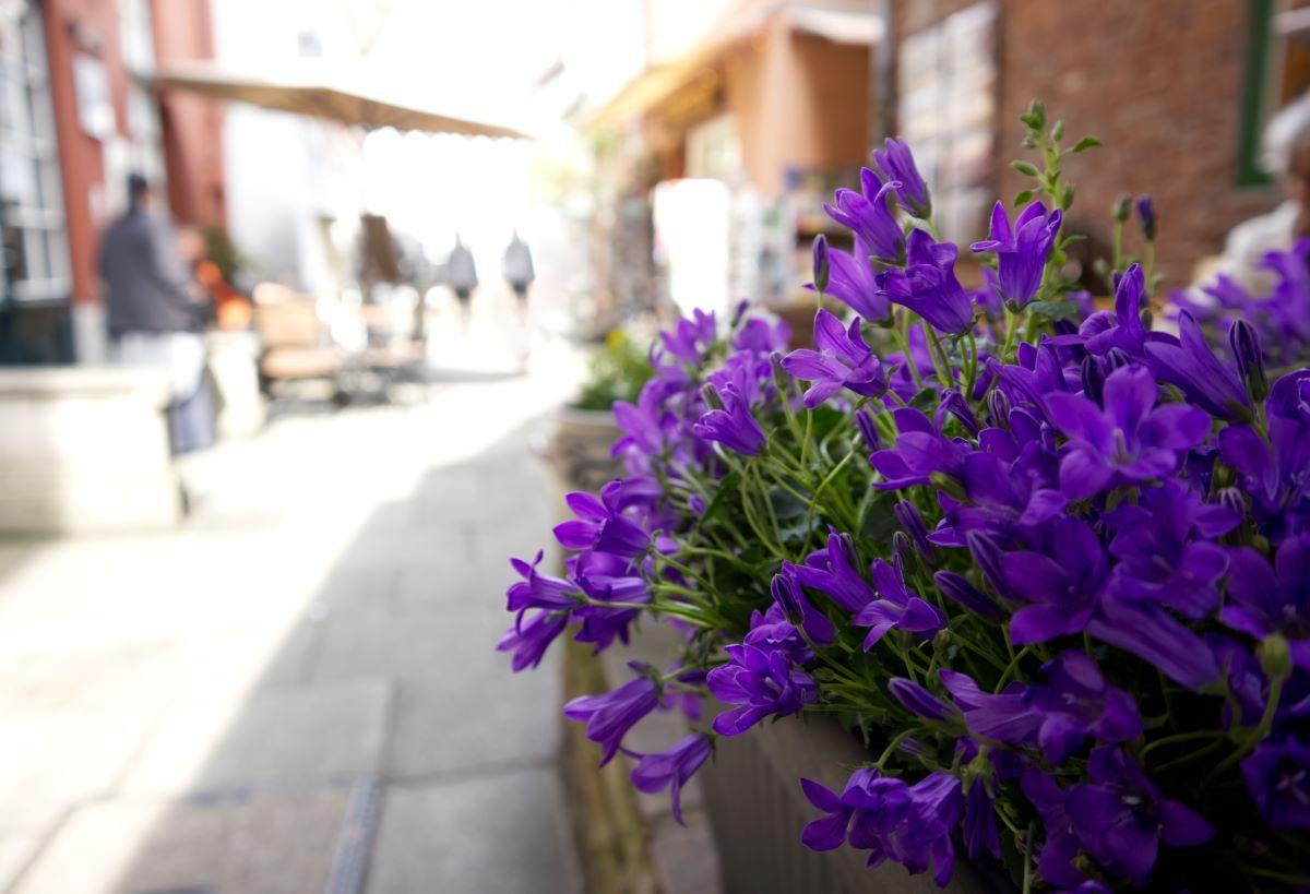 Phototrip image
