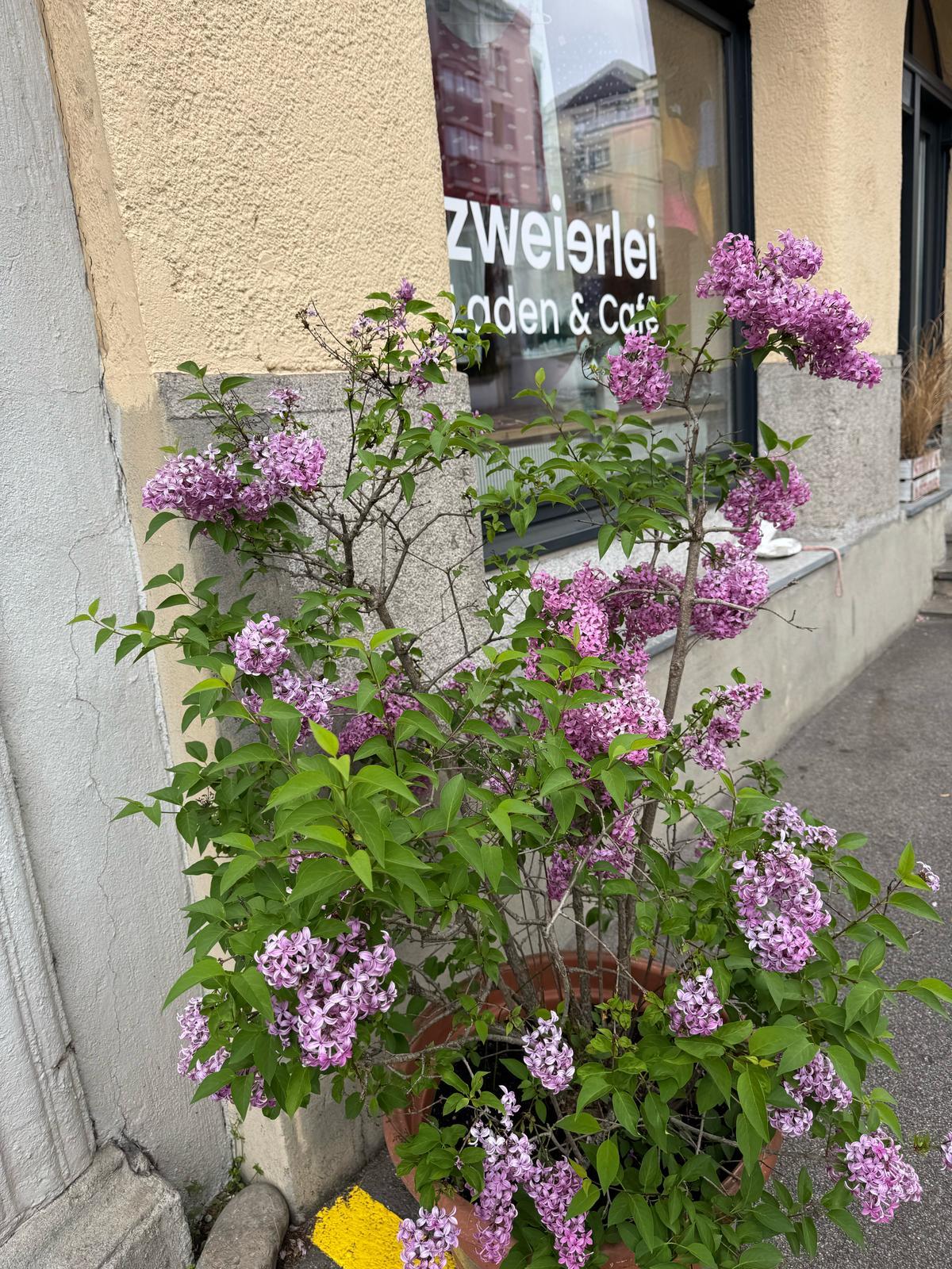 Zweierleiladen - 1