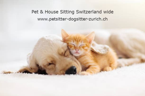 House Sitter in Basel ***** - 1