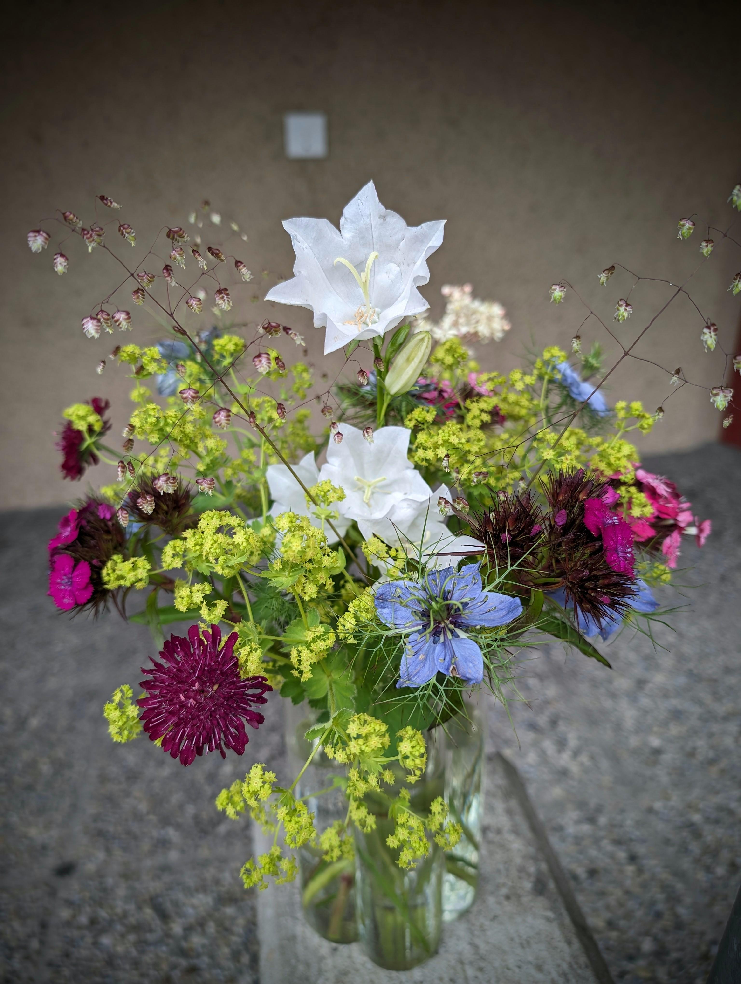 Albisblumen - Blumenfeld zum Selberpflücken - 1