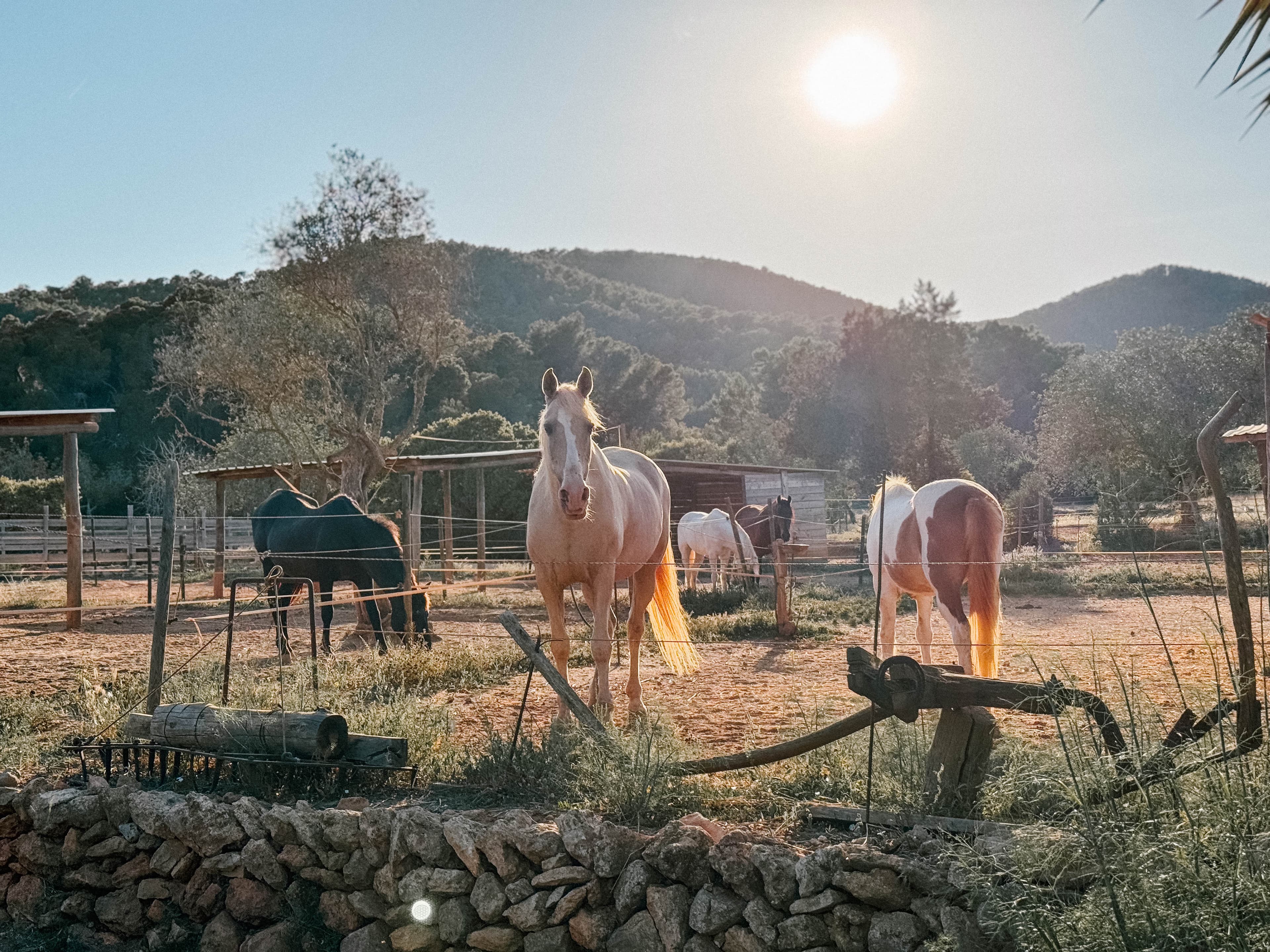 Reiten & Yoga Retreats - 2