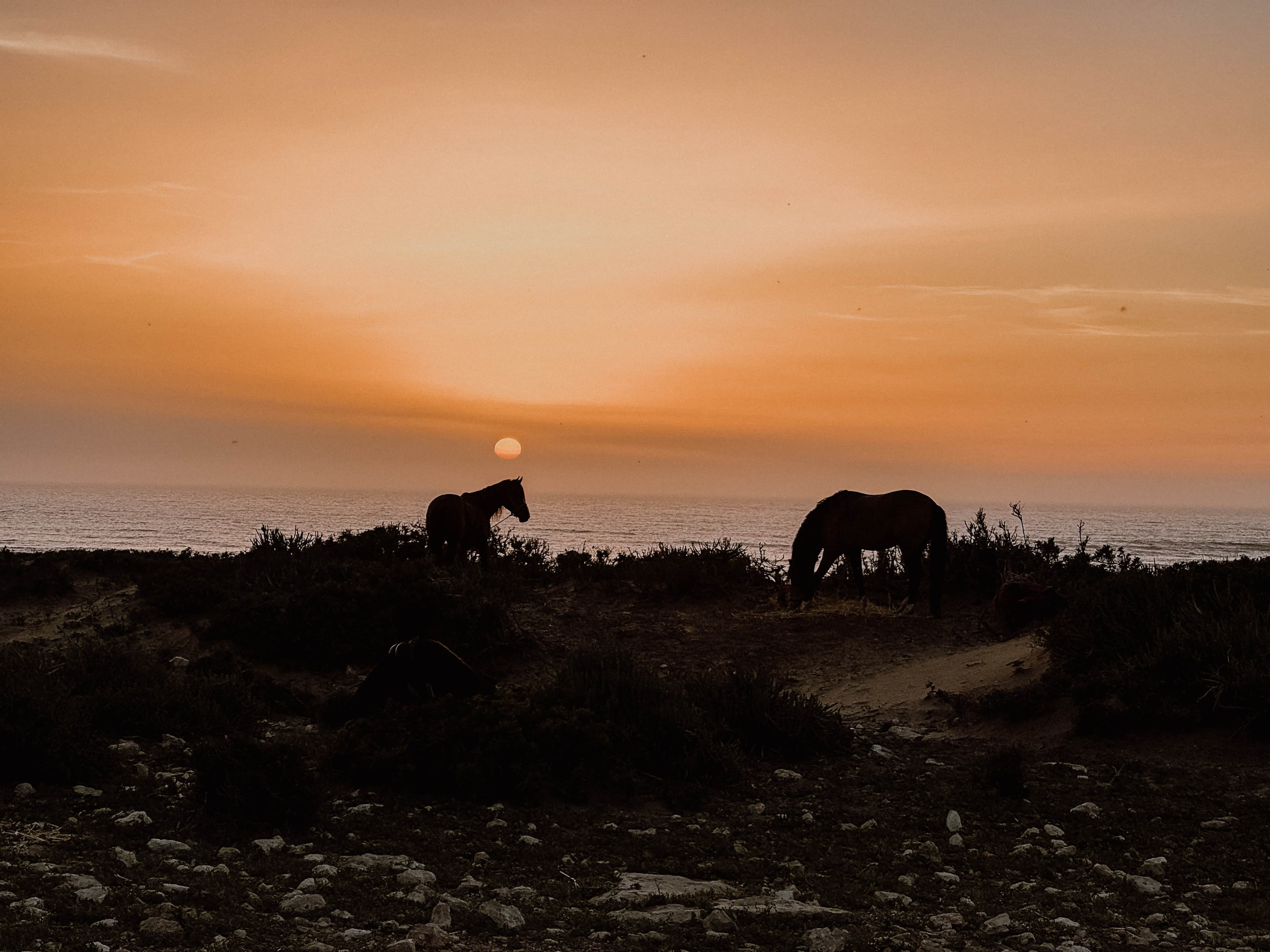 Reiten & Yoga Retreats - 3