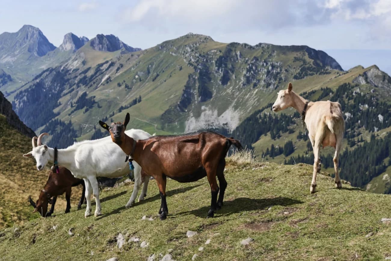 Rons Wandervogel-Guide