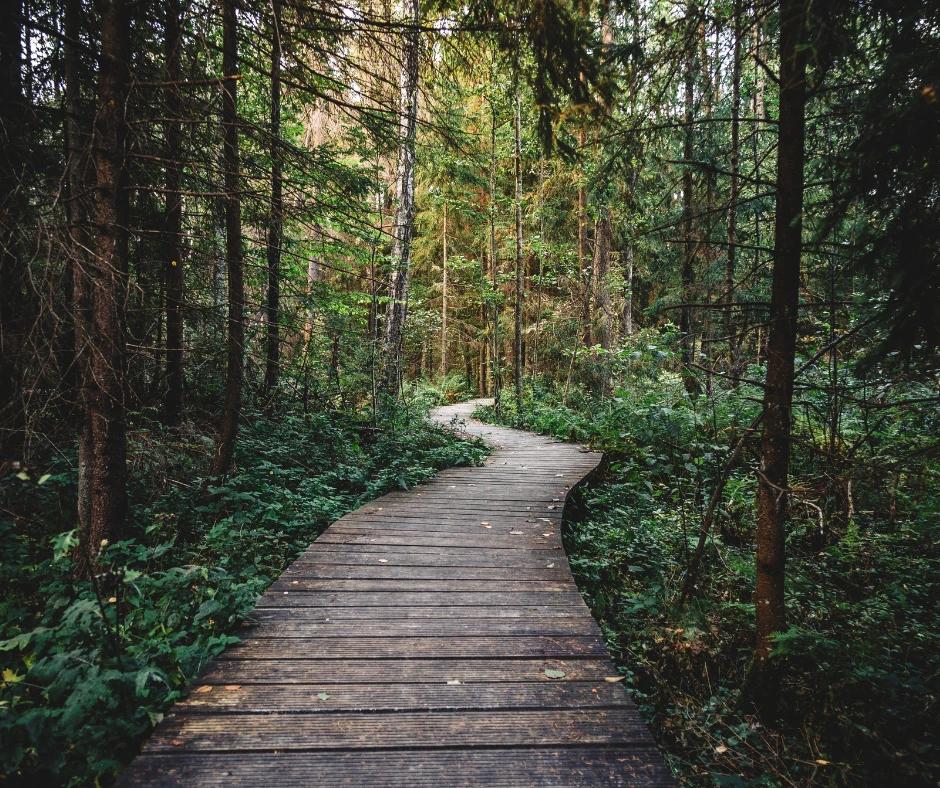 🌲 Waldforscher & Barfusshelden – Ein Tag im Sihlwald Naturerlebnispark