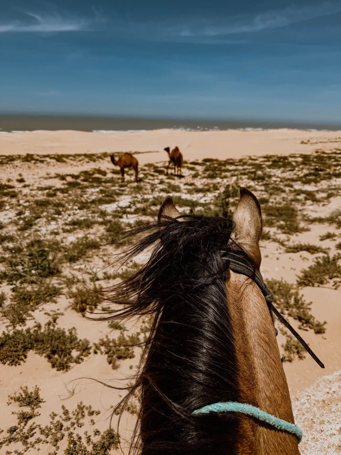 Reiten & Yoga Retreats - 2