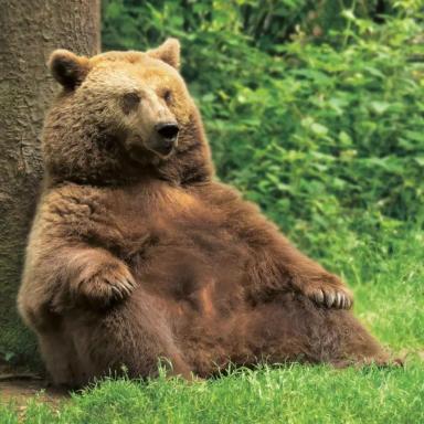 Profile photo of - Bär-nerin