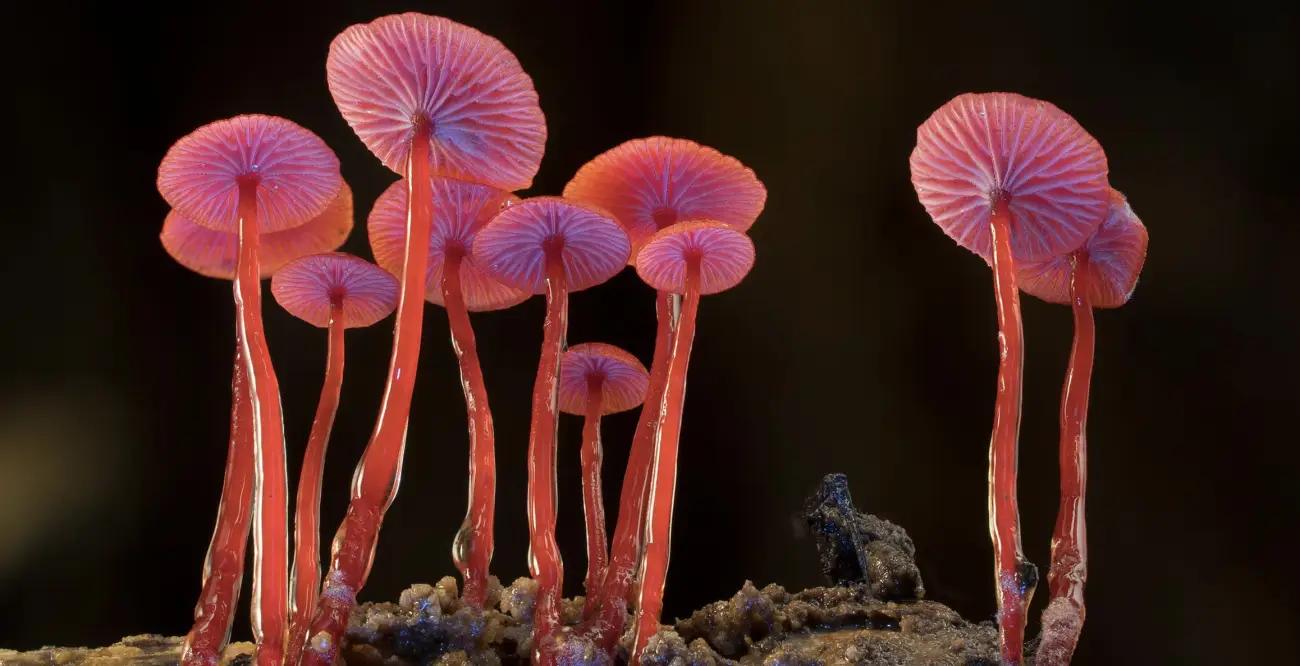 Ron schaut: Fungi – The Web of Life