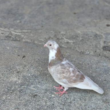 Profile photo of - rosvoroope